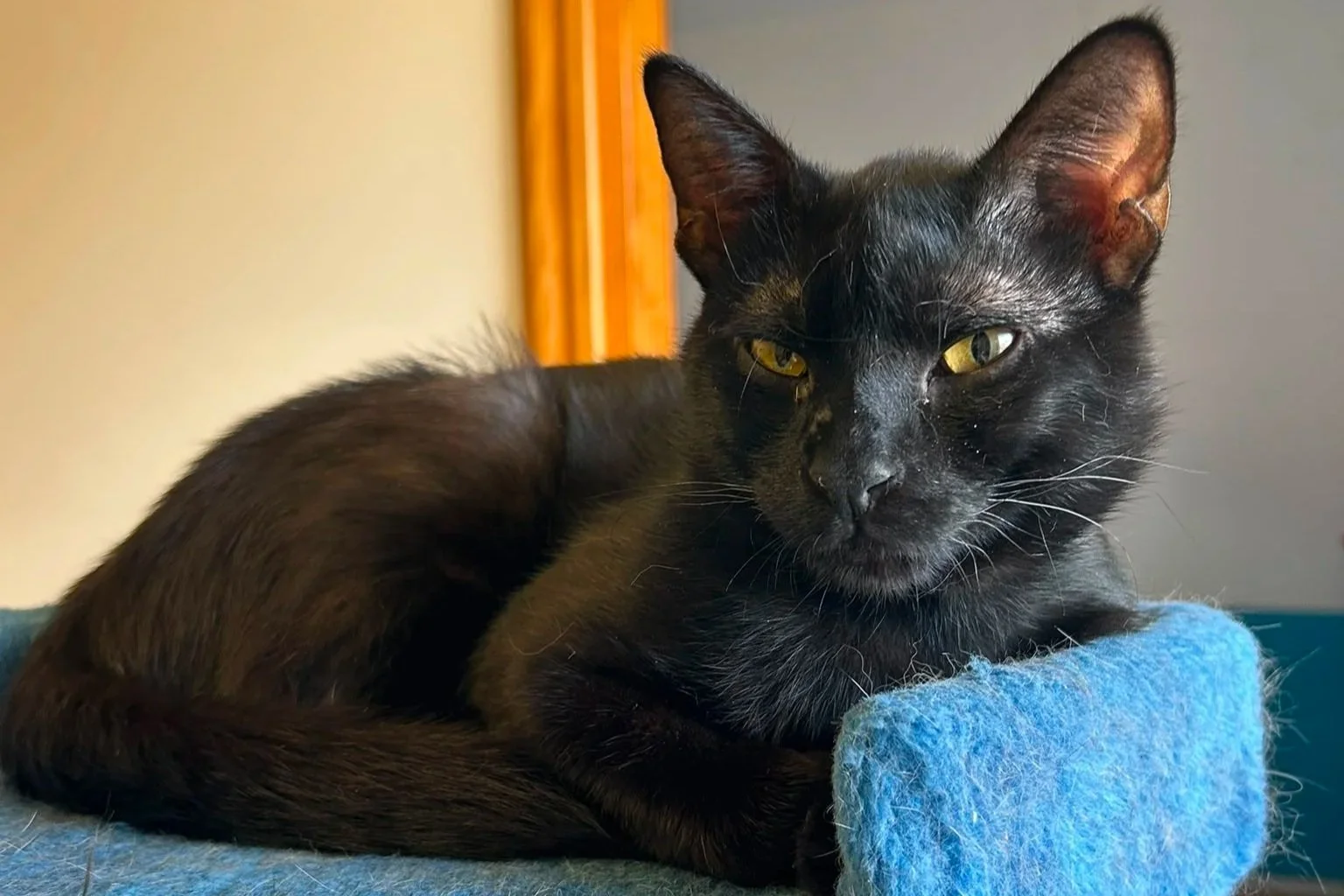 Gatto nero che si riposa su una piattaforma di tessuto blu.