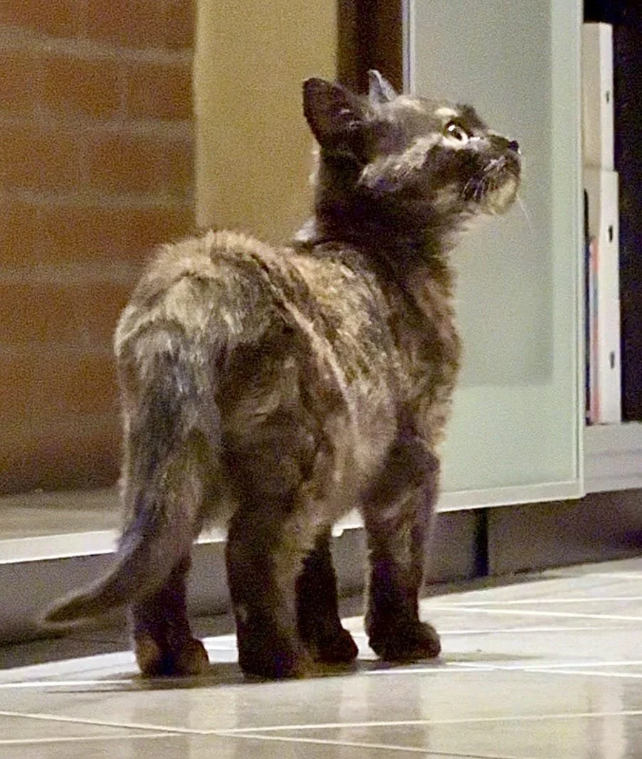 Gatto tigrato con pelliccia lunga, che guarda verso l'alto, in un ambiente domestico