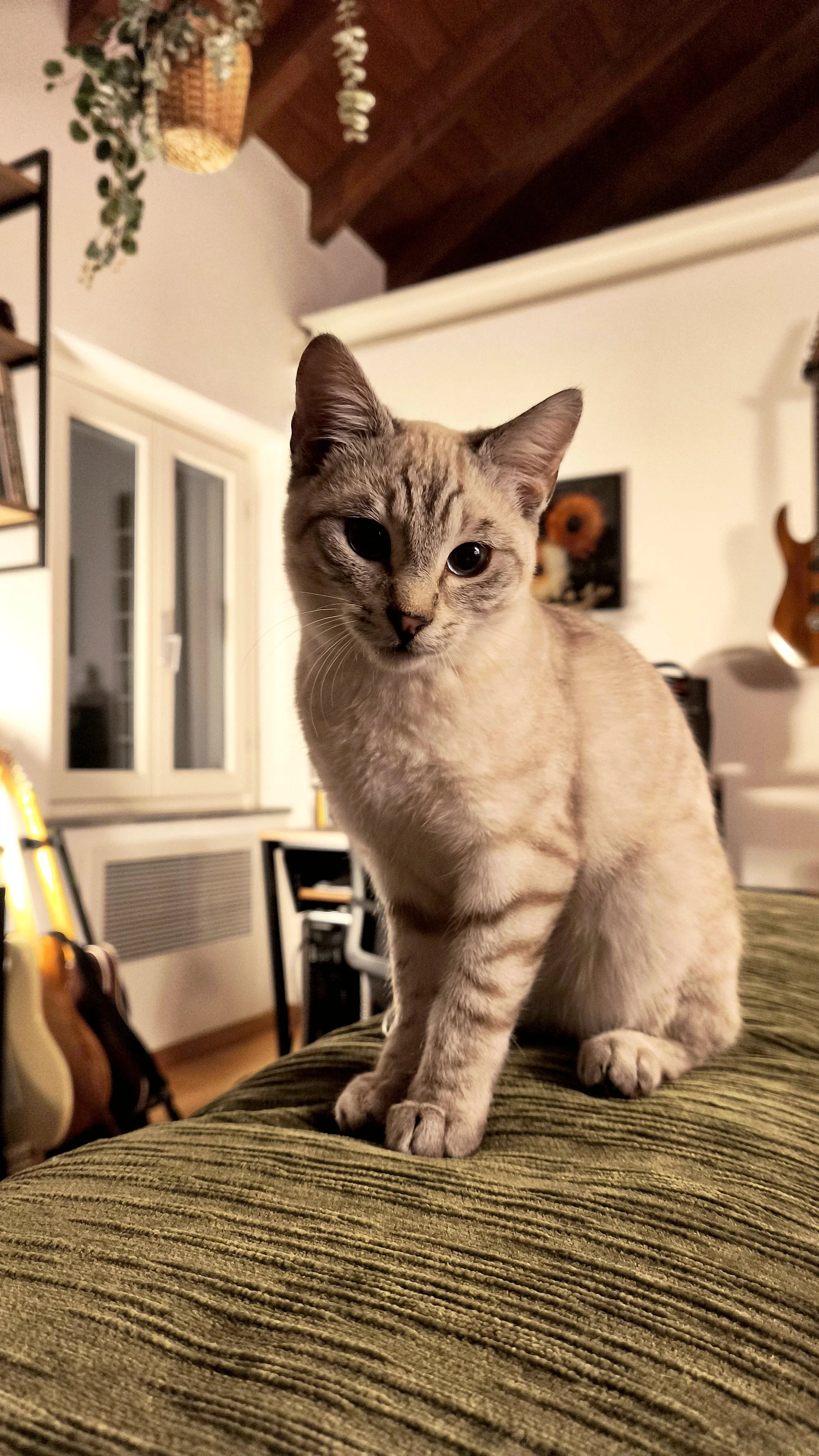 Gatto tigrato con occhi azzurri seduto su un divano in un soggiorno con pareti chiare, un quadro con girasole appeso e strumenti musicali sullo sfondo.