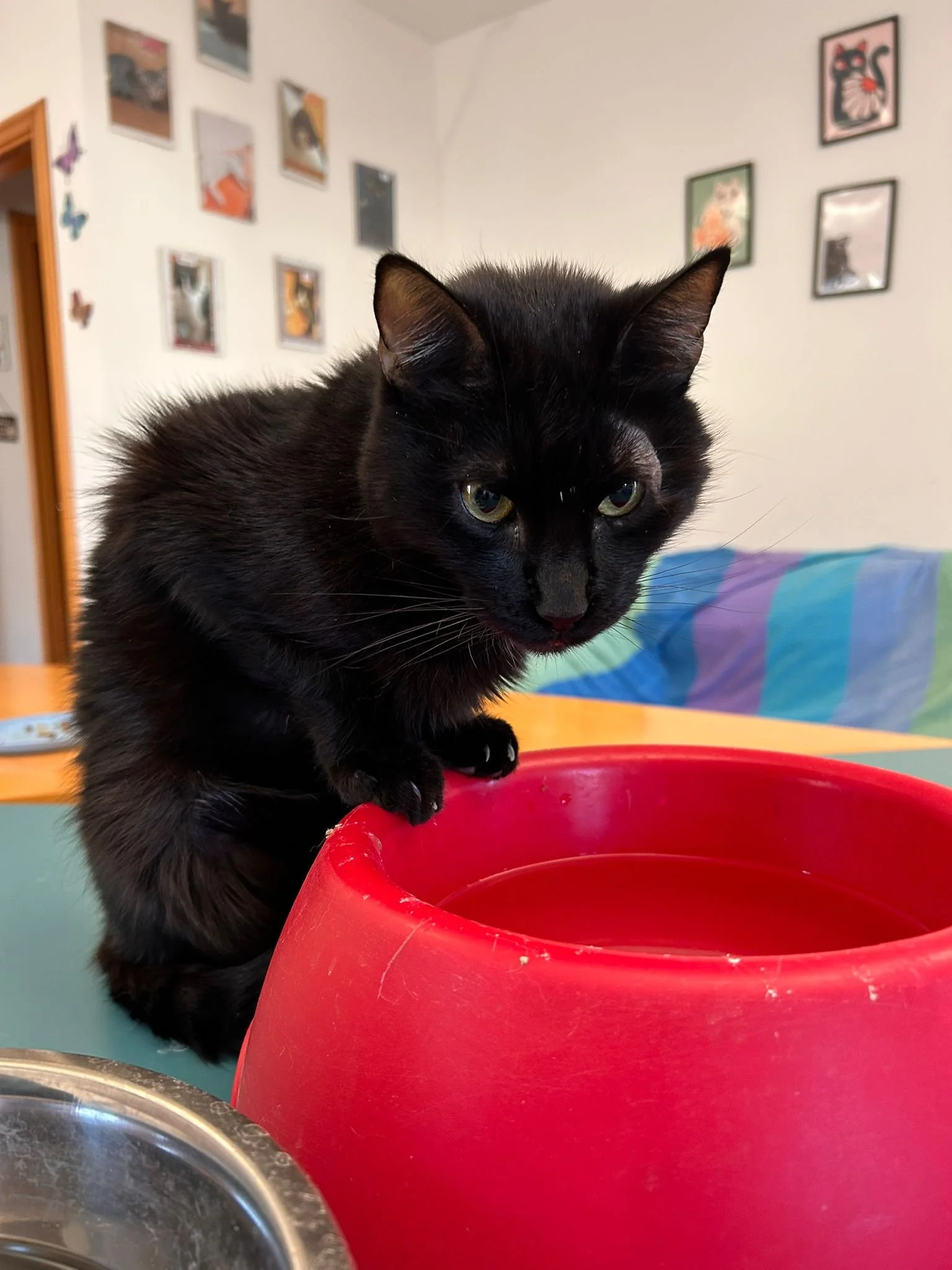 Gatto nero che si trova vicino a una ciotola rossa di acqua e una ciotola metallica, su un tavolo.