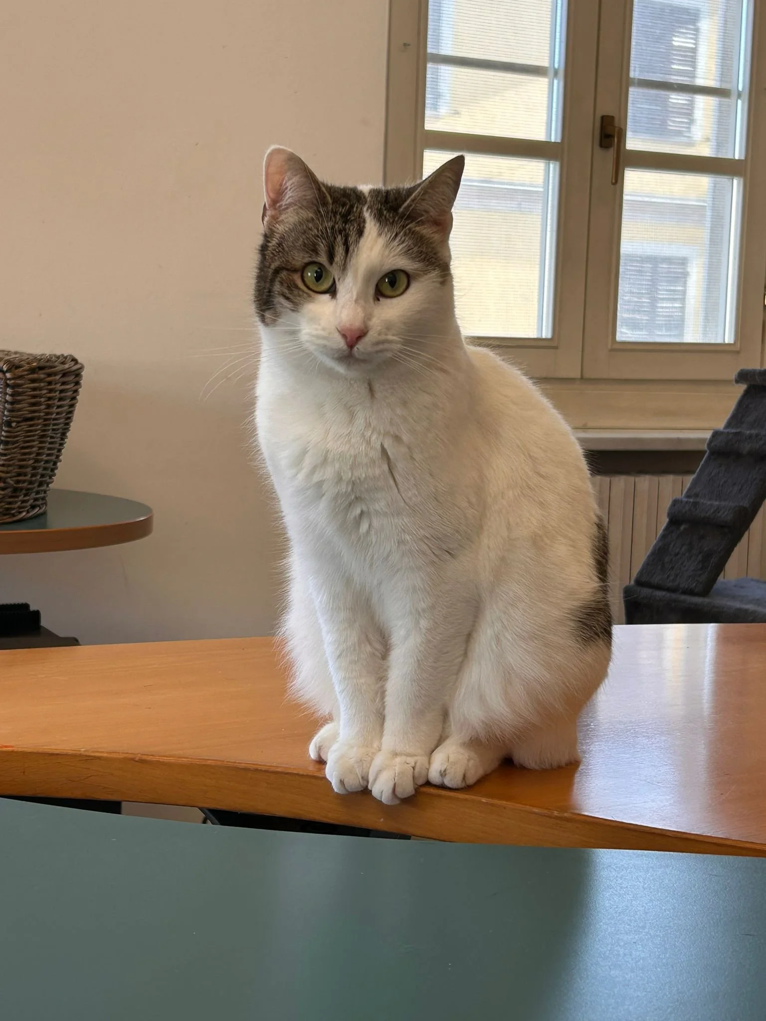 Un gatto bianco e grigio seduto su un tavolo di legno in una stanza con finestra.