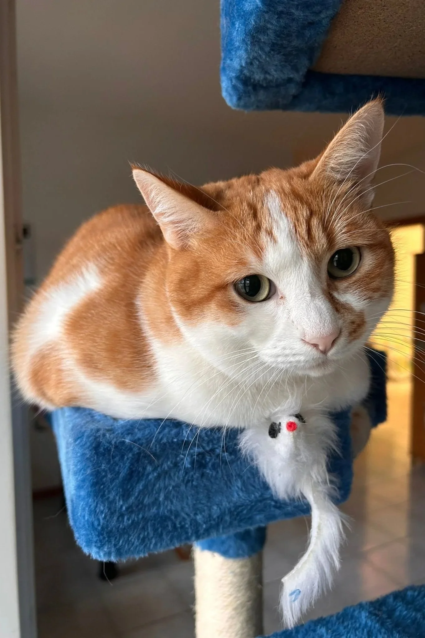 Gatto arancione e bianco su una piattaforma di velluto blu, con collare e campanella.