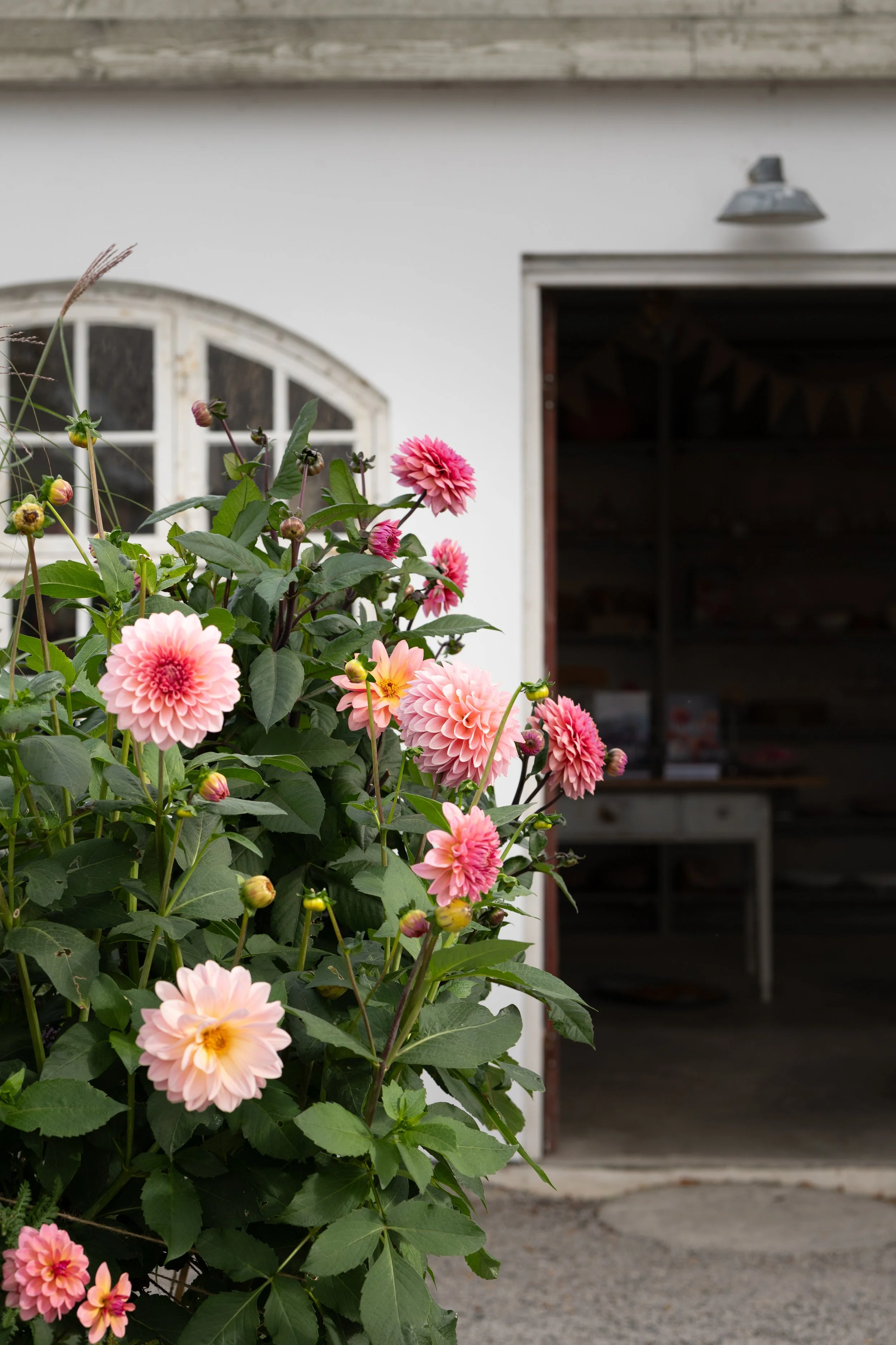 Dahlia Farm · 28 Sept 2025 ©Victoria Lagnehag-9.jpg