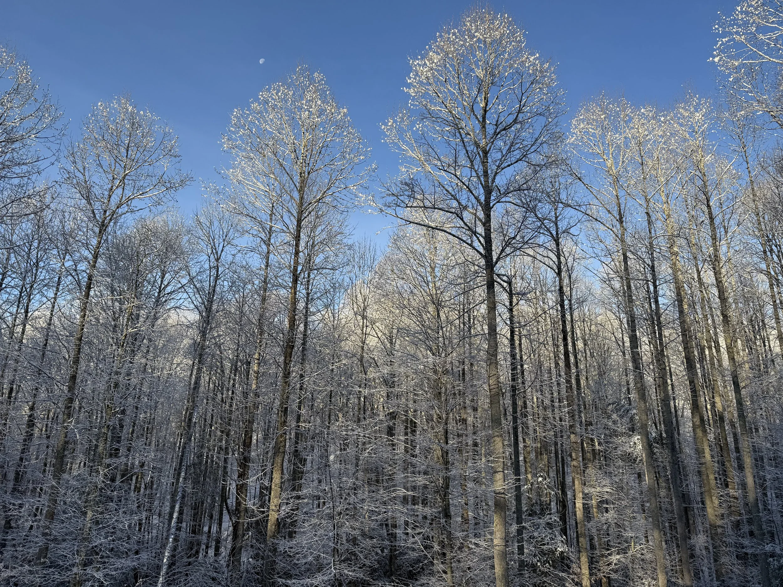 Winter in mountains