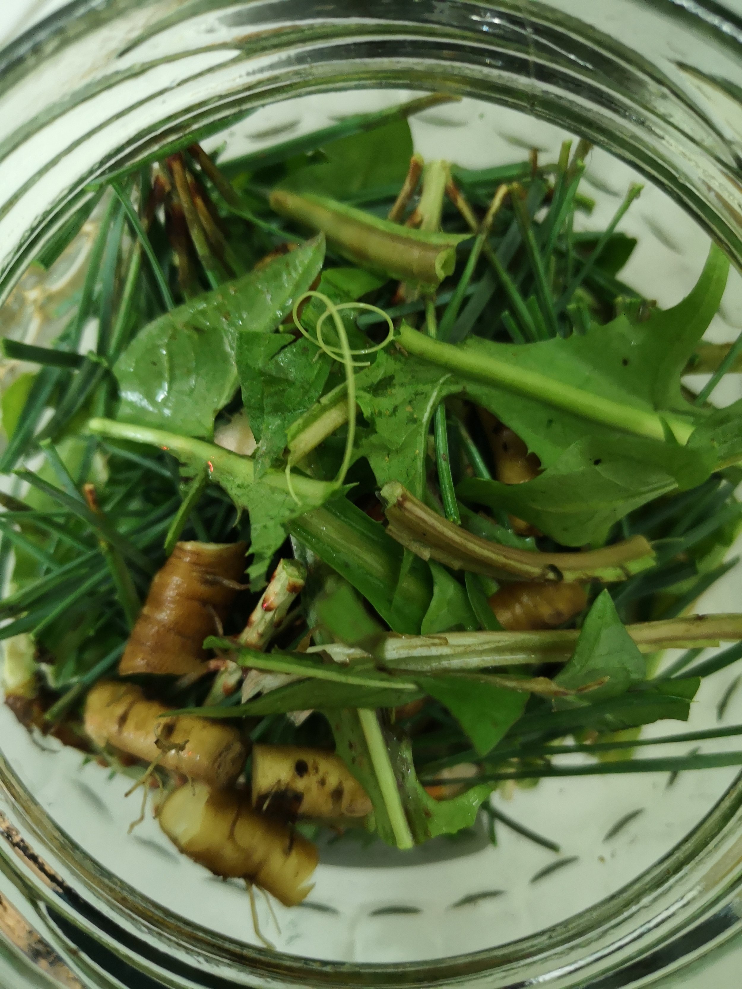 Digestive Bitters Foraging Walk + Workshop (In-person)