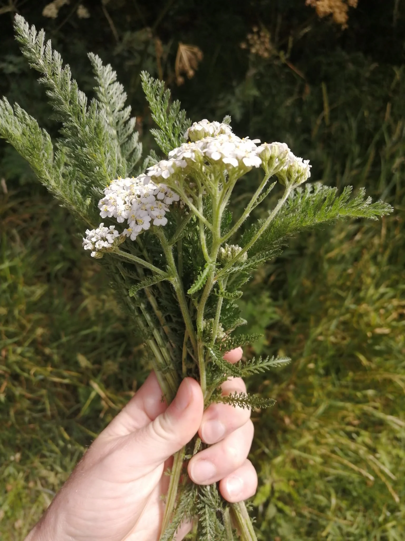 A person's hand holding a bunch of wild green plants with white flowers and feathery leaves.