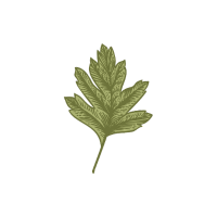 A hand-drawn green Hawthorn leaf with multiple lobes, the Wild Revival logo.