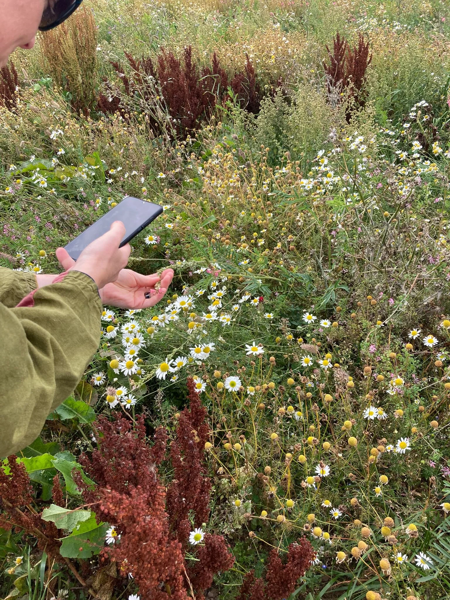 Person taking a photo of wildflowers in a meadow with daisies and various plants.