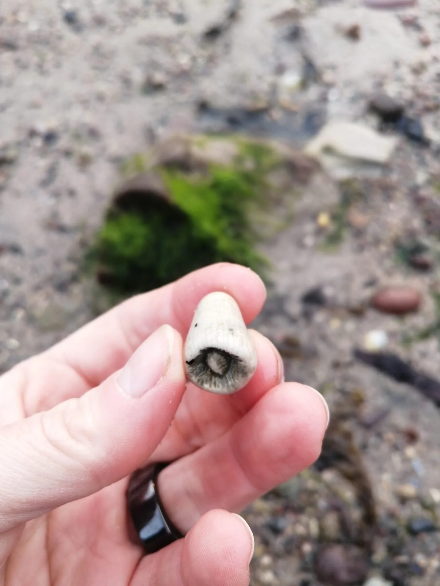 Person holding a small fossil with black markings on a sandy beach, with a seaweed-covered driftwood piece in the background.