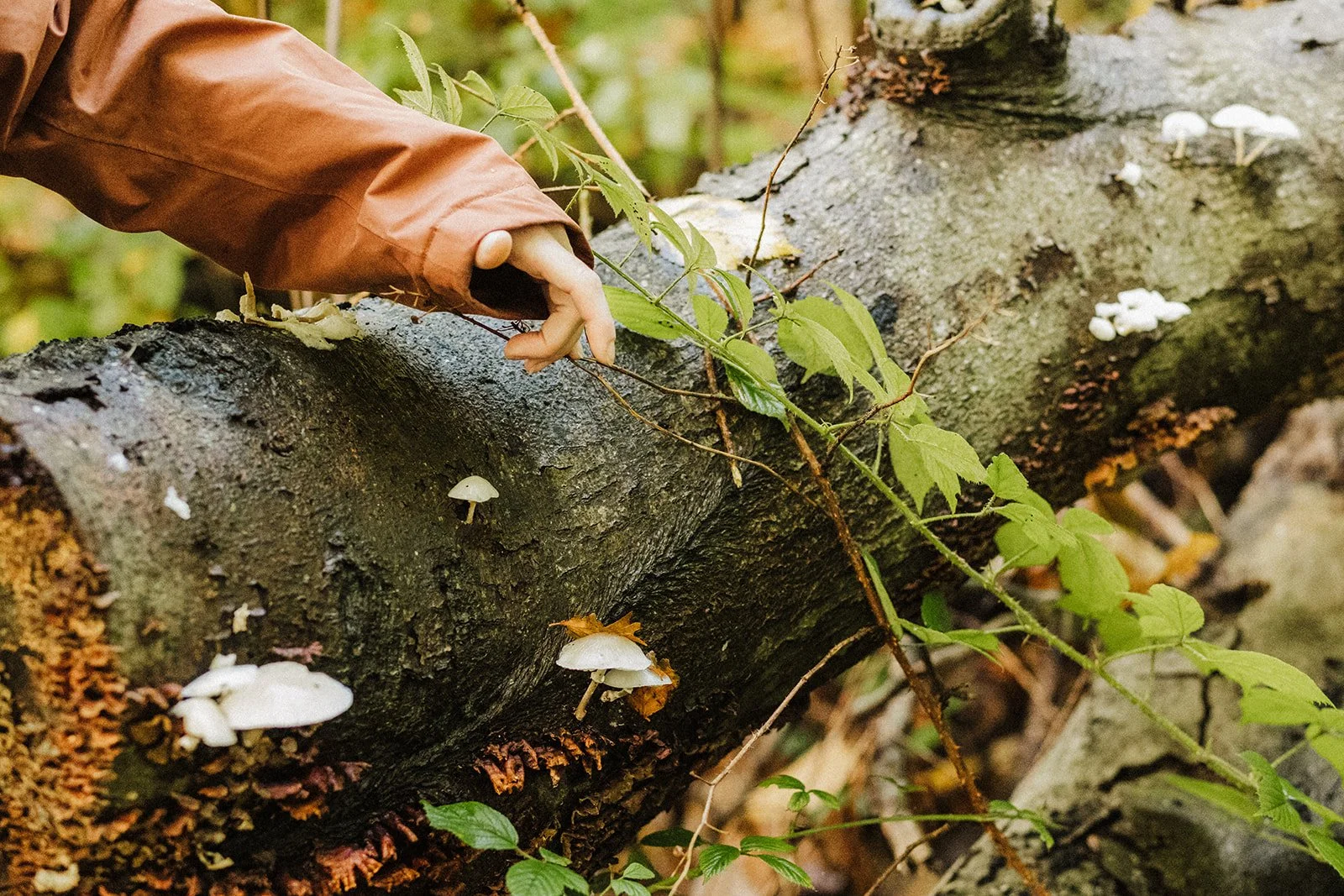 A woman wearing a rust-coloured coat is touching a fallen tree trunk covered with small white mushrooms and green plants in a forest.