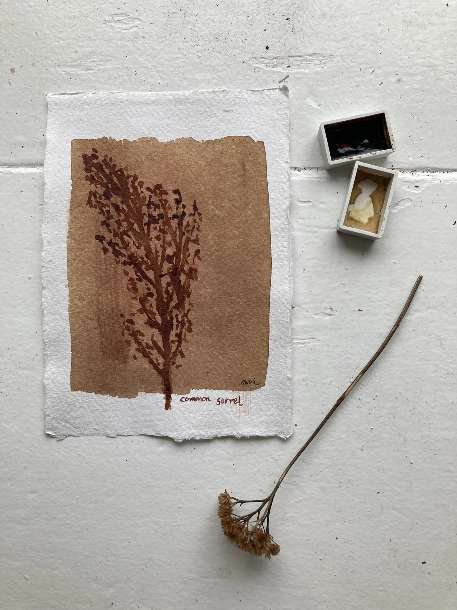 Common Sorrel - original tiny artwork