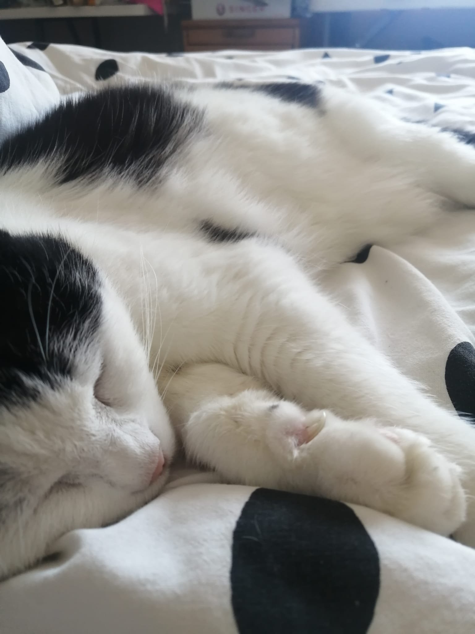 A sleeping black and white cat curled up on a bed with polka dot bedding.