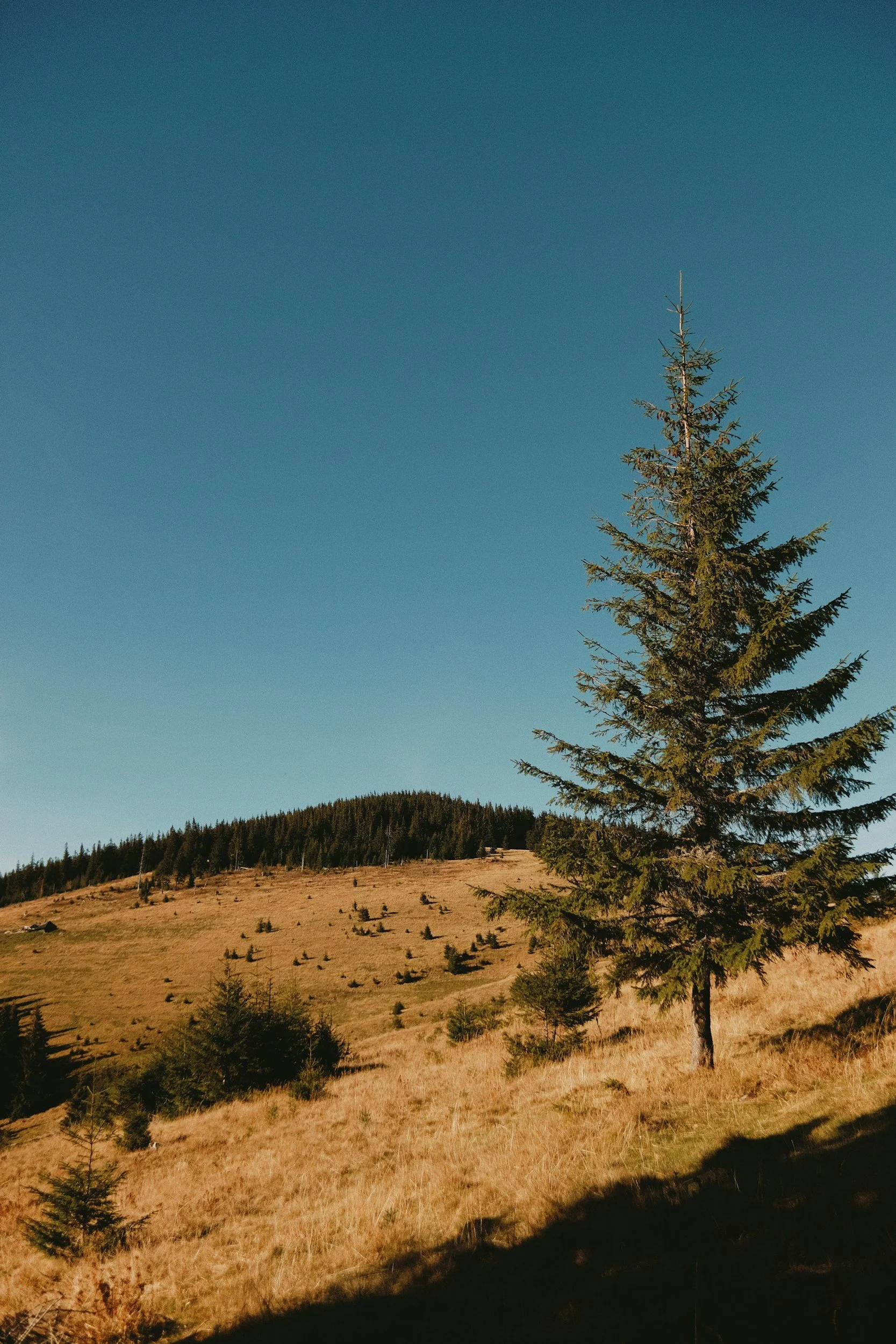 A landscape with a large pine tree in foreground, grassy hillside, and more pine trees in distance under clear blue sky.