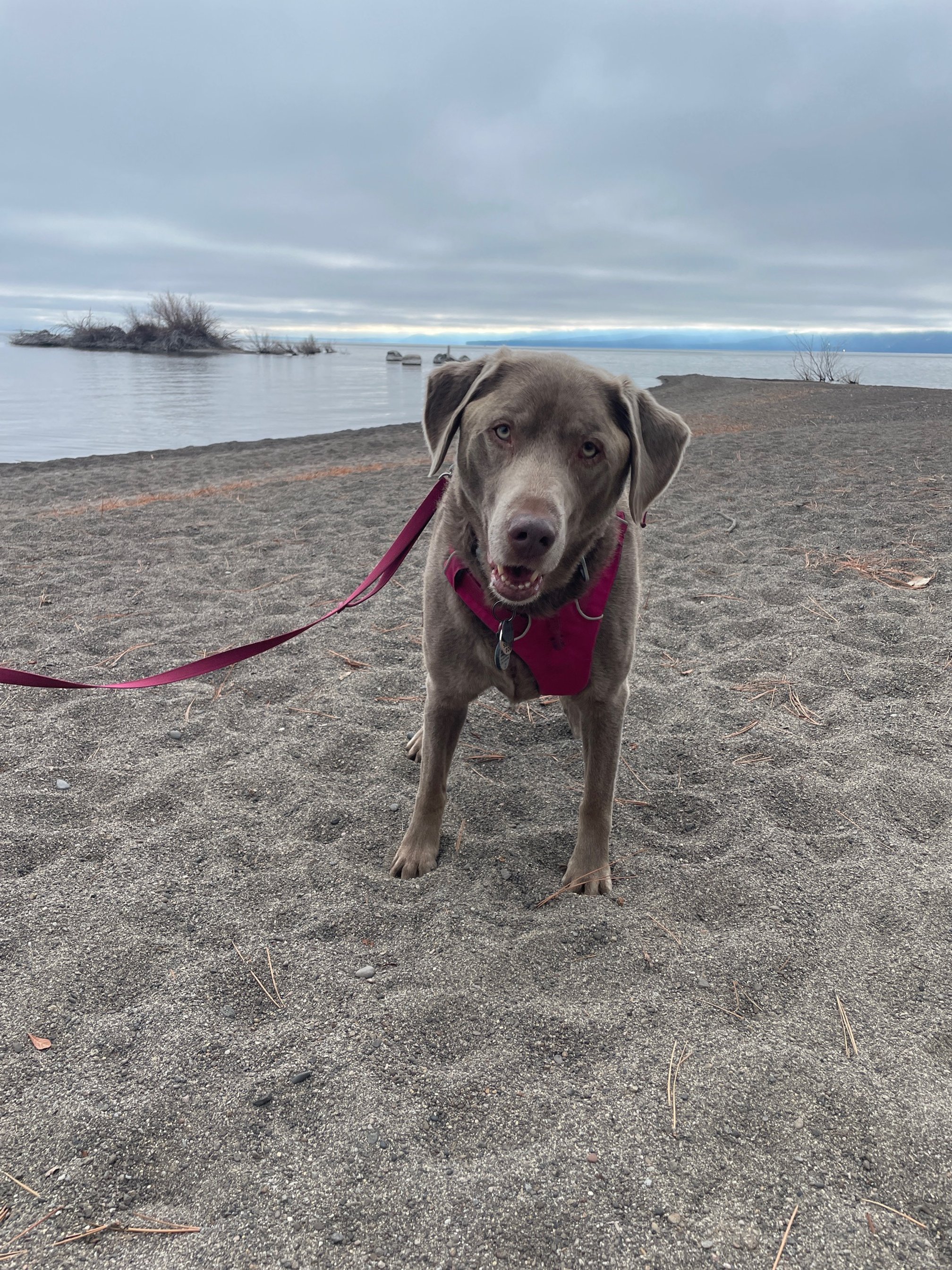 A gray Labrador Retriever wearing a pink harness standing on a sandy beach near a body of water with some small islands and overcast sky in the background.