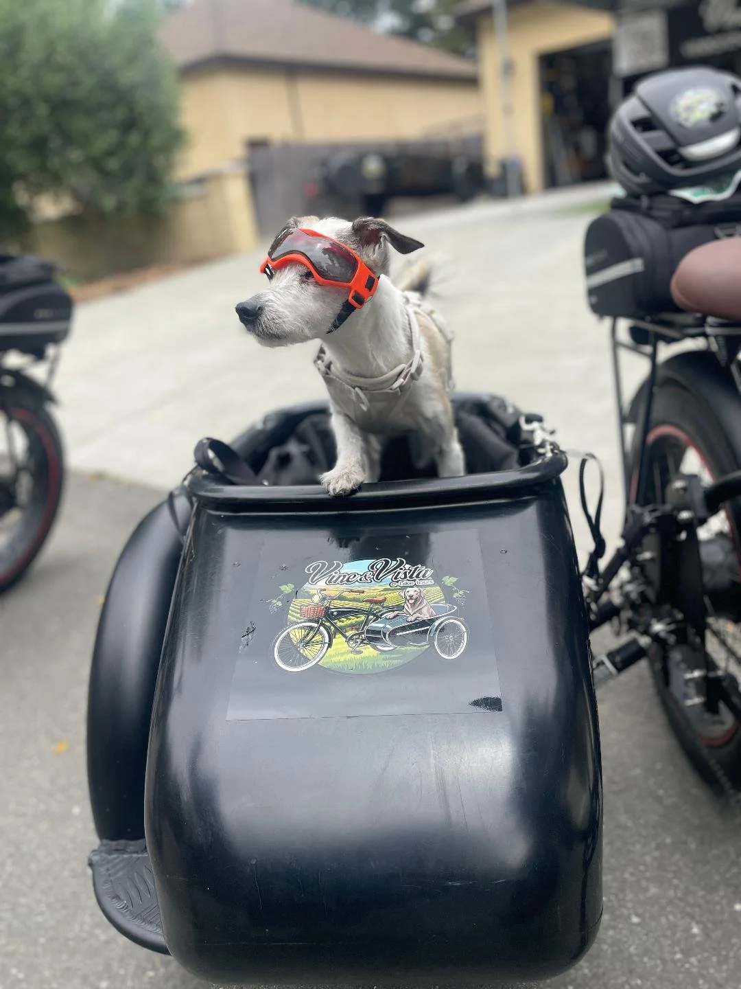 Adventurous dog on bike ride