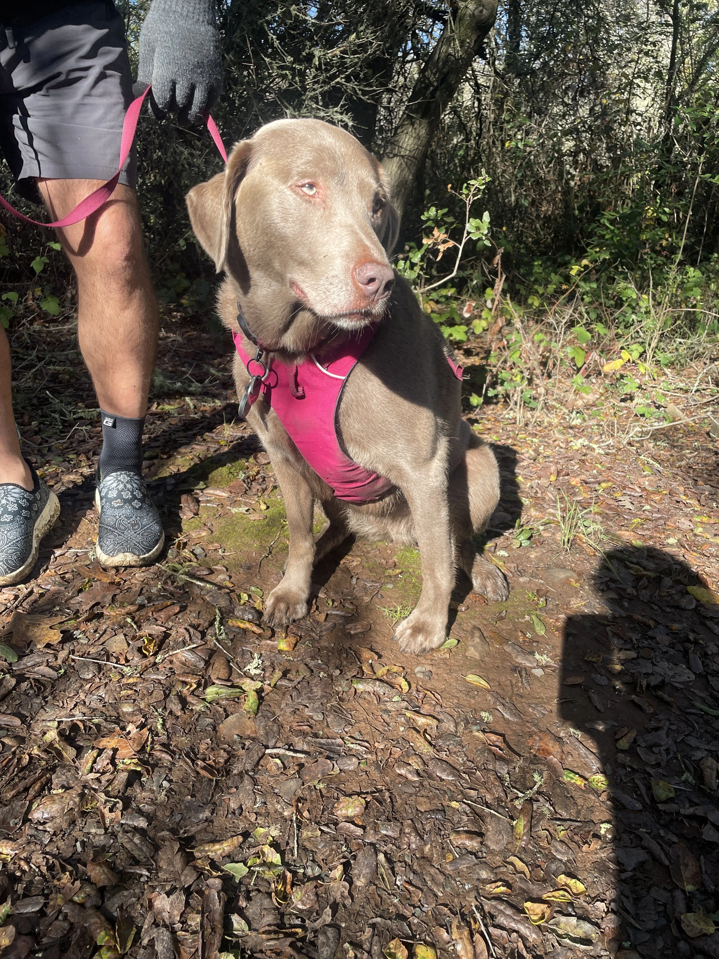 A dog wearing a pink harness on a leash sitting outdoors on a leaf-covered trail with bushes and trees in the background, partly in sunshine.