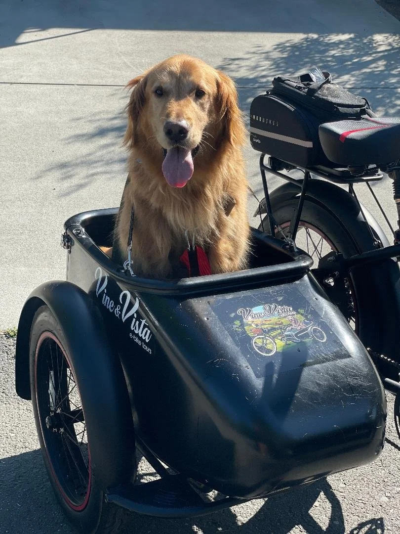Golden retriever sitting in a black bike trailer attached to a bicycle, with the dog panting and its tongue out on a sunny day.