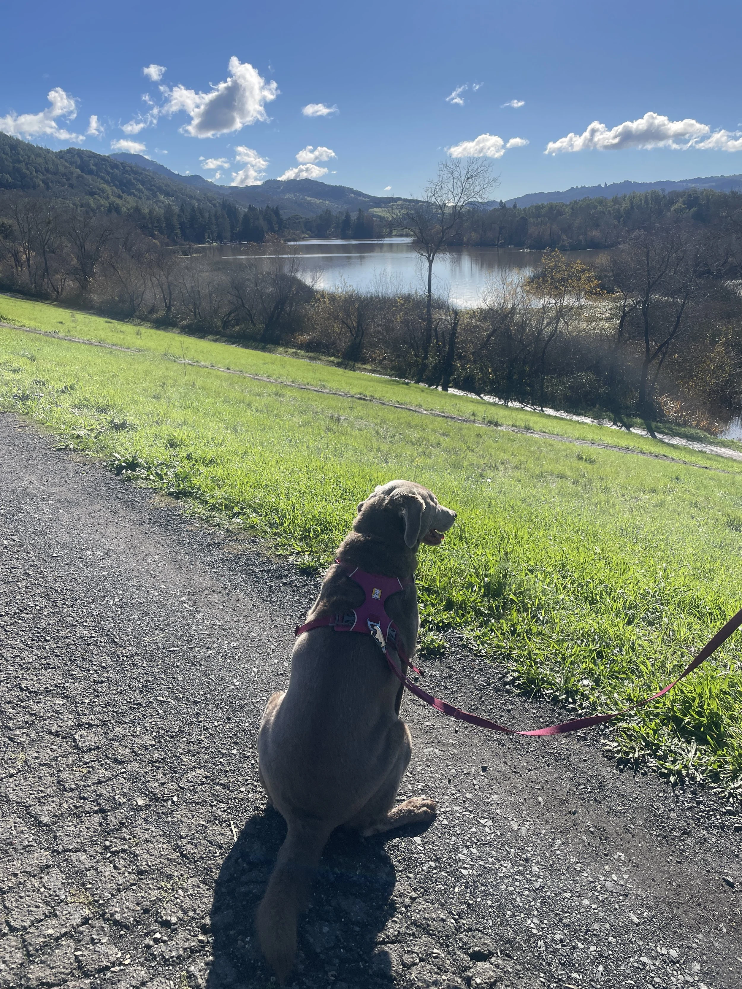 A dog sitting on a gravel path overlooking a lake, surrounded by trees and mountains under a partly cloudy blue sky.