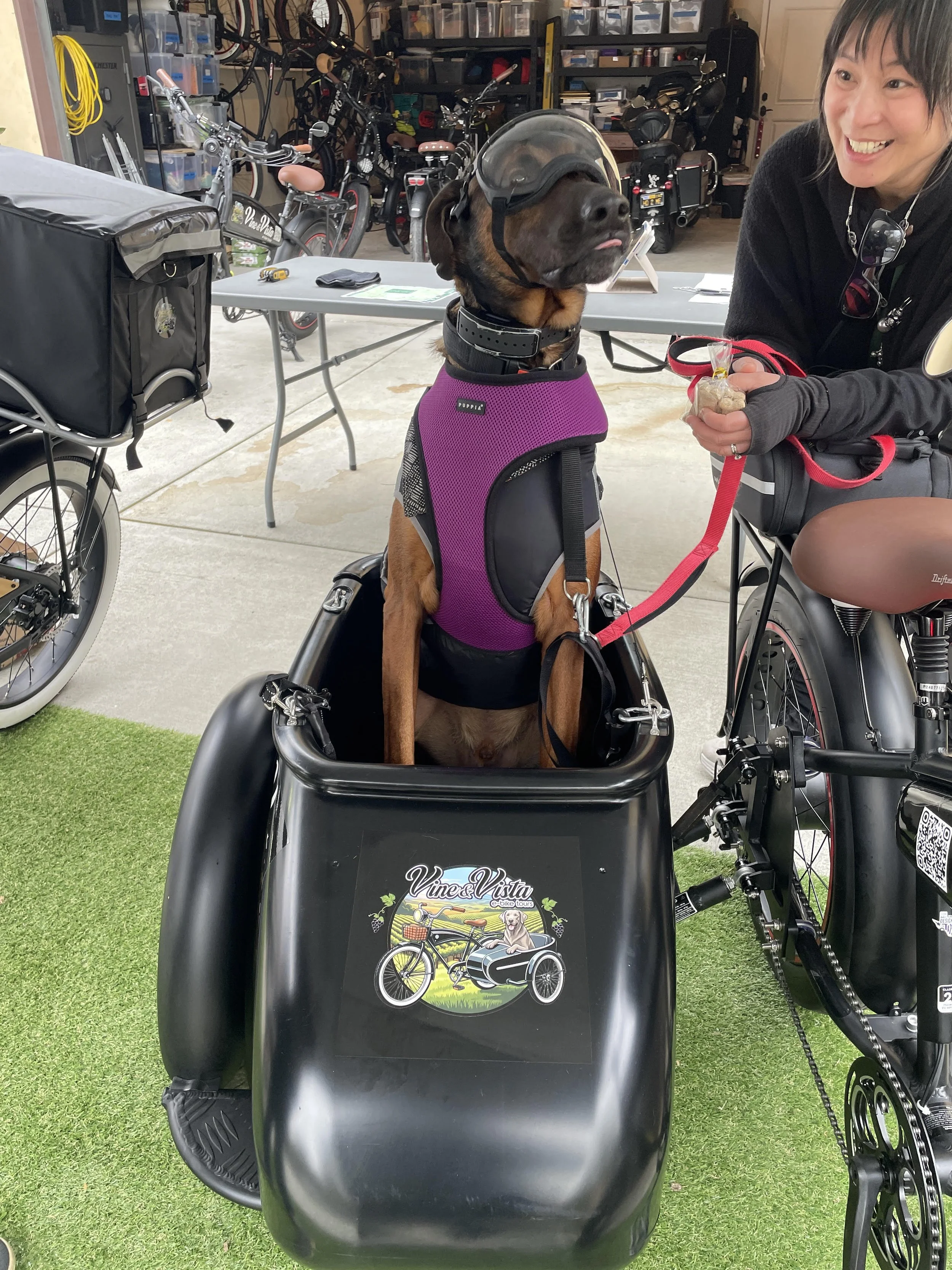 A dog wearing a helmet and purple vest sitting in a rear bike cargo compartment, attached to a bicycle. A woman with short dark hair, wearing black clothing, is holding the dog's leash and smiling.