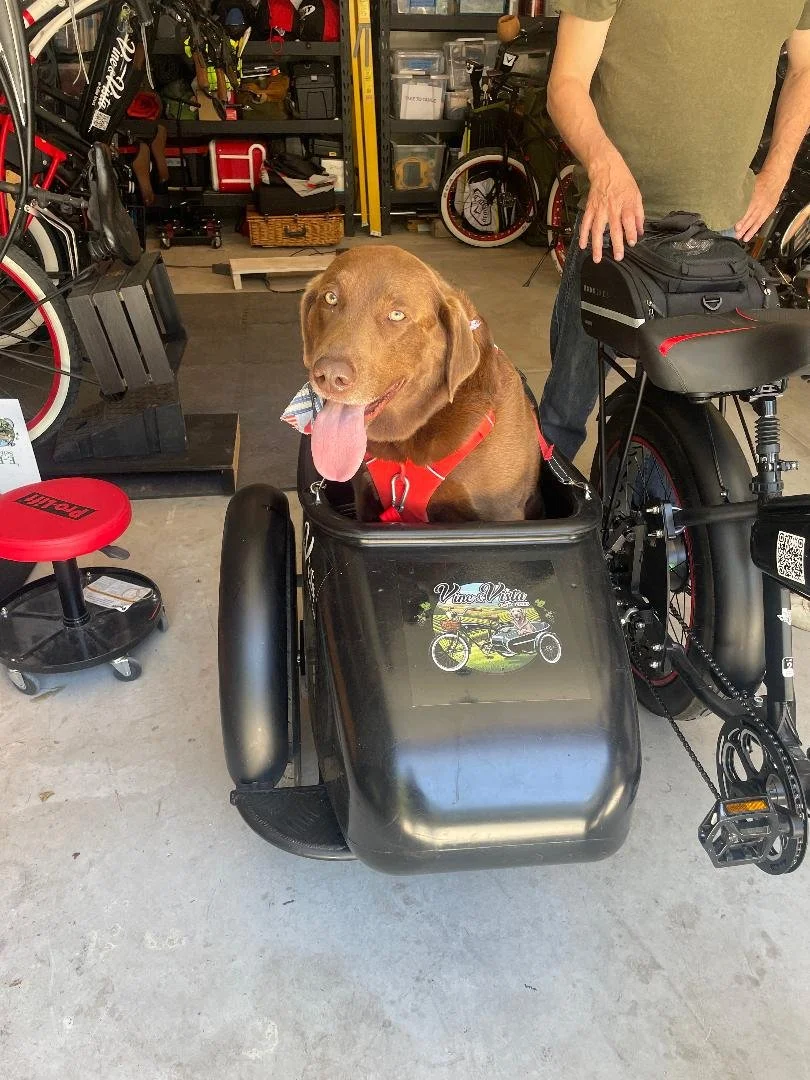 Labrador ready for his bike ride