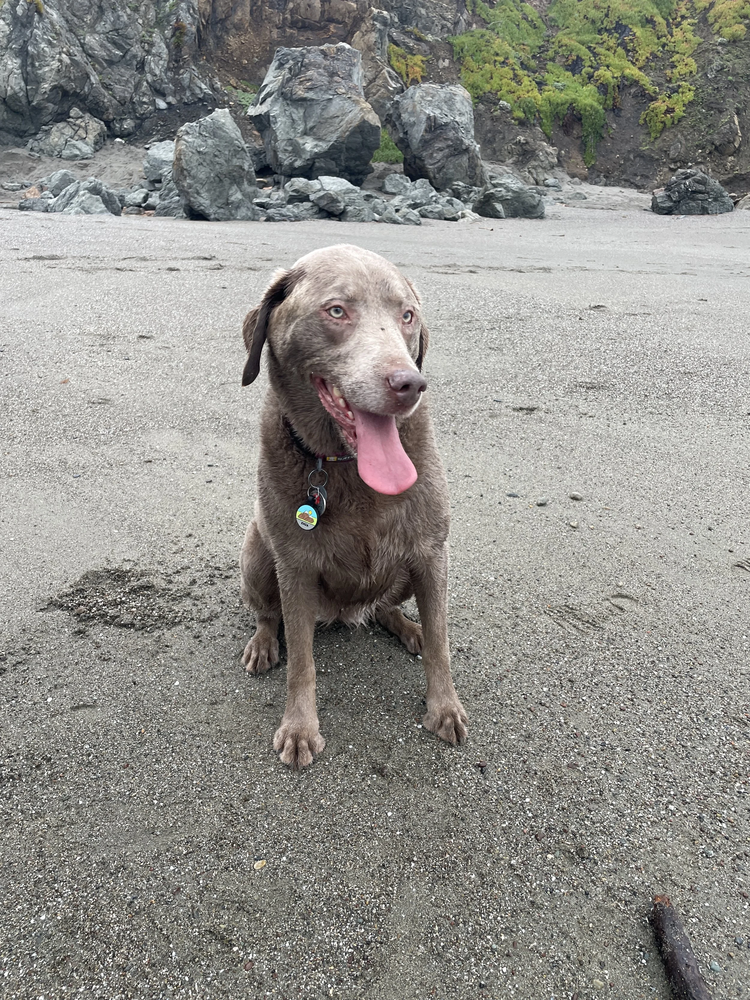 A happy dog sitting on a sandy beach with rocks and green trees in the background.