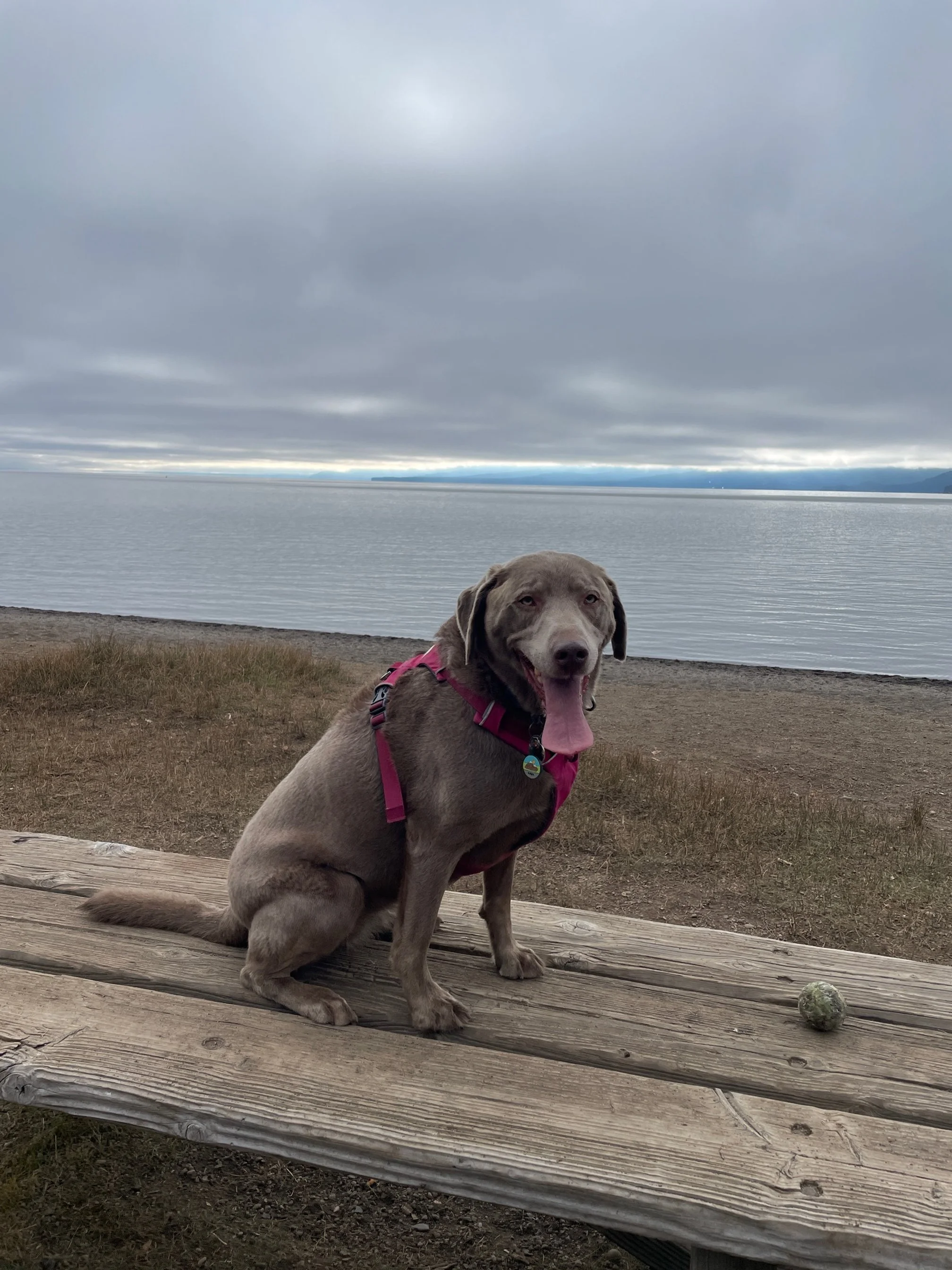 A dog wearing a pink harness sitting on a wooden bench near a body of water with cloudy skies.