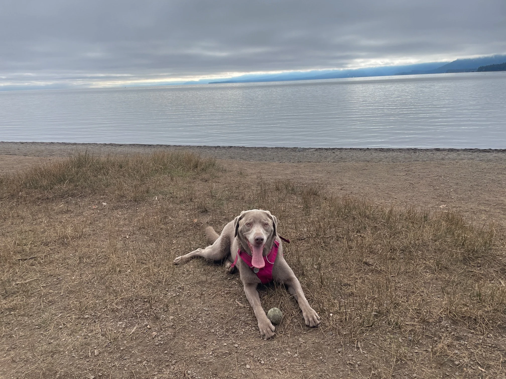 A smiling dog lying on a grassy and sandy beach by a calm body of water with overcast sky