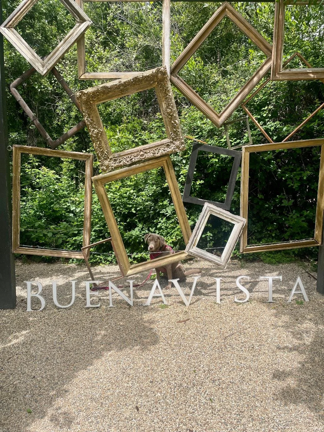 Various picture frames hanging on a wall with green foliage in the background. A dog sitting on a gravel path in front of the frames. Spanish text reading 'BUEN AVISTA' at the bottom.
