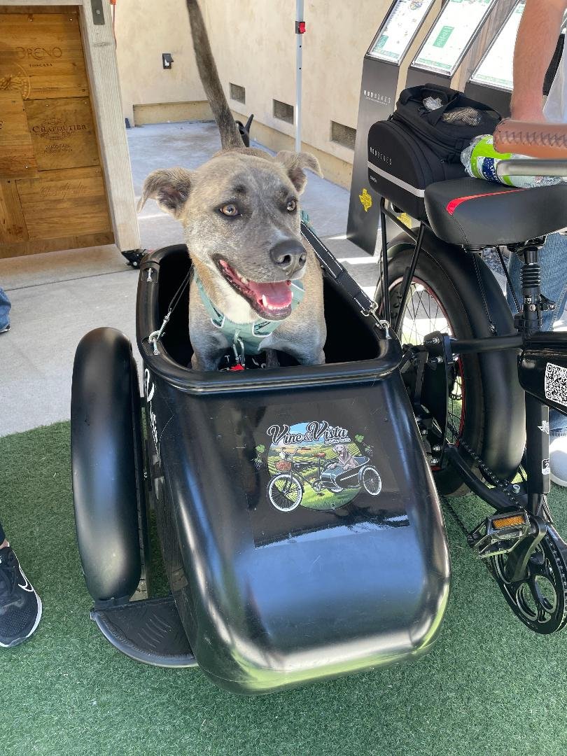 dog having fun in e-bike sidecar