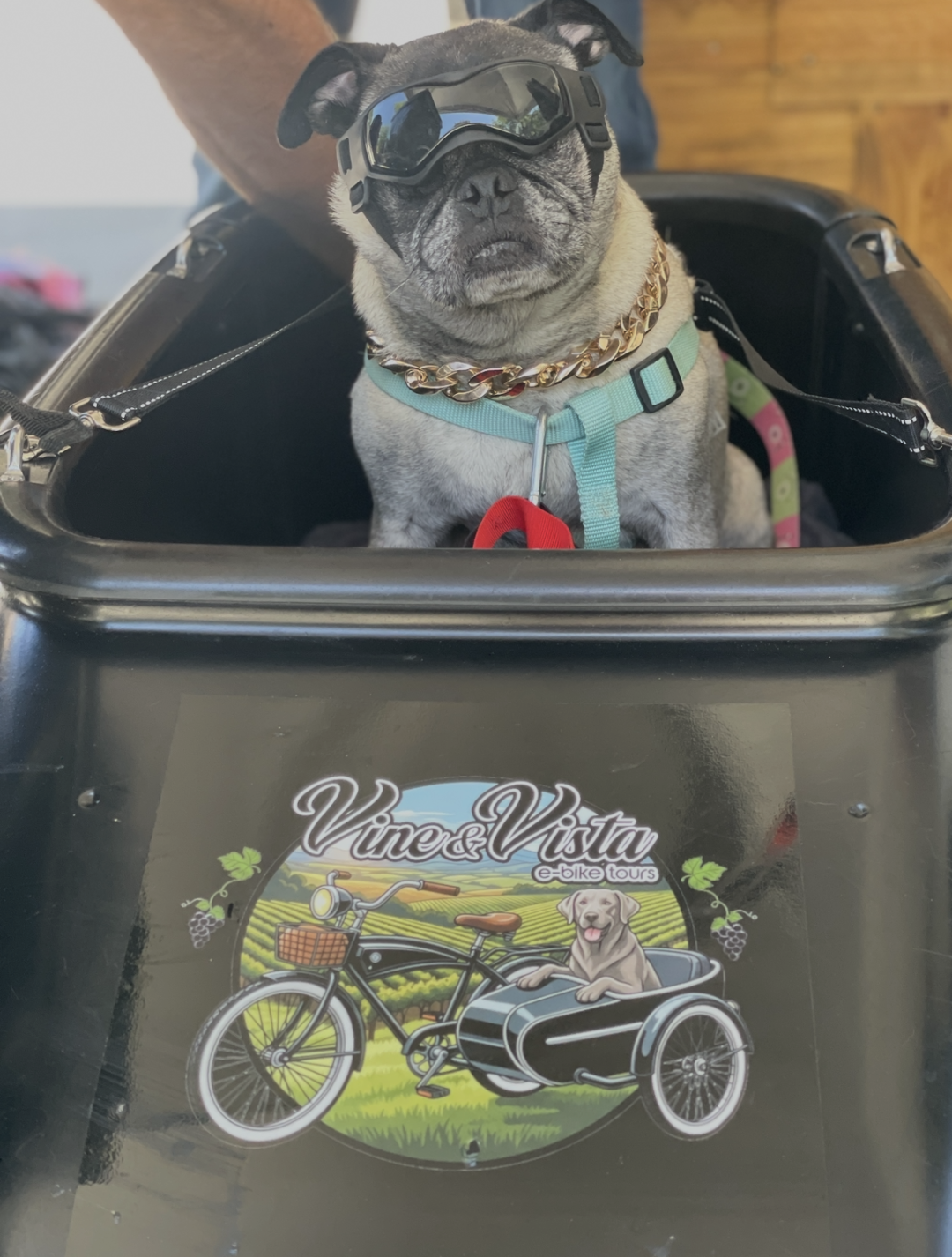 A pug wearing sunglasses, a gold chain, and a harness sitting in a black bicycle basket with a Volkswagen and dog graphic on it, inside a wooden room.