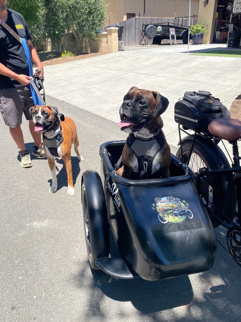 Boxer dogs on bike ride