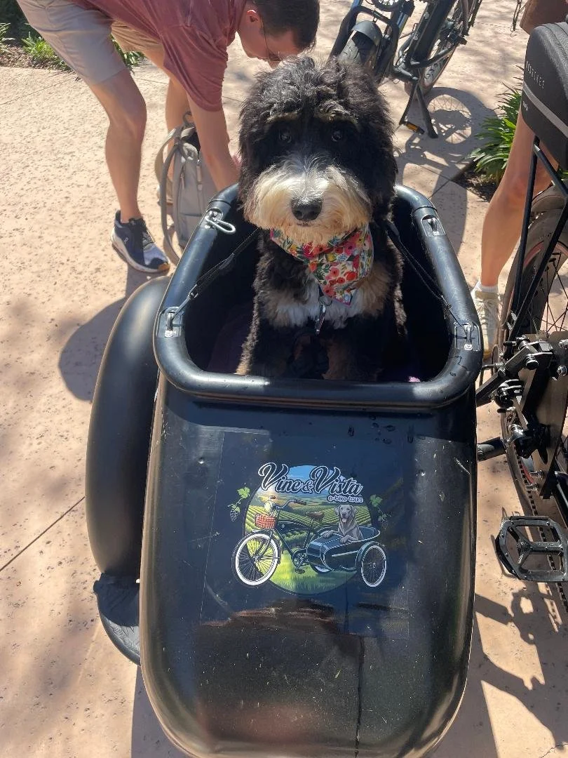 Dog sitting in a bike trailer with people and bikes around on a sandy path.