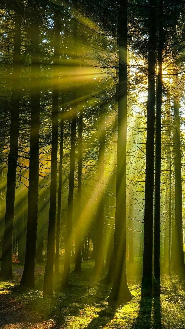 Sunlight filtering through tall trees in a dense forest.