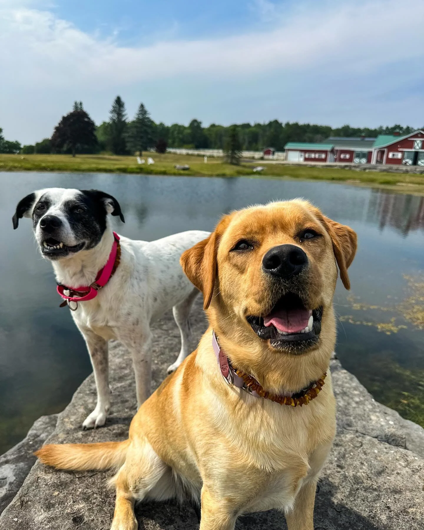 Safe to say the first two weeks of camp have been a huge success ⛺️🐾

Are you in the 518 Upstate NY area and think your pup is ready to join the adventure? DM me for an application!

#dogsofinstagram #dogmom #upstateny #capitalregiondogs #518 #518do