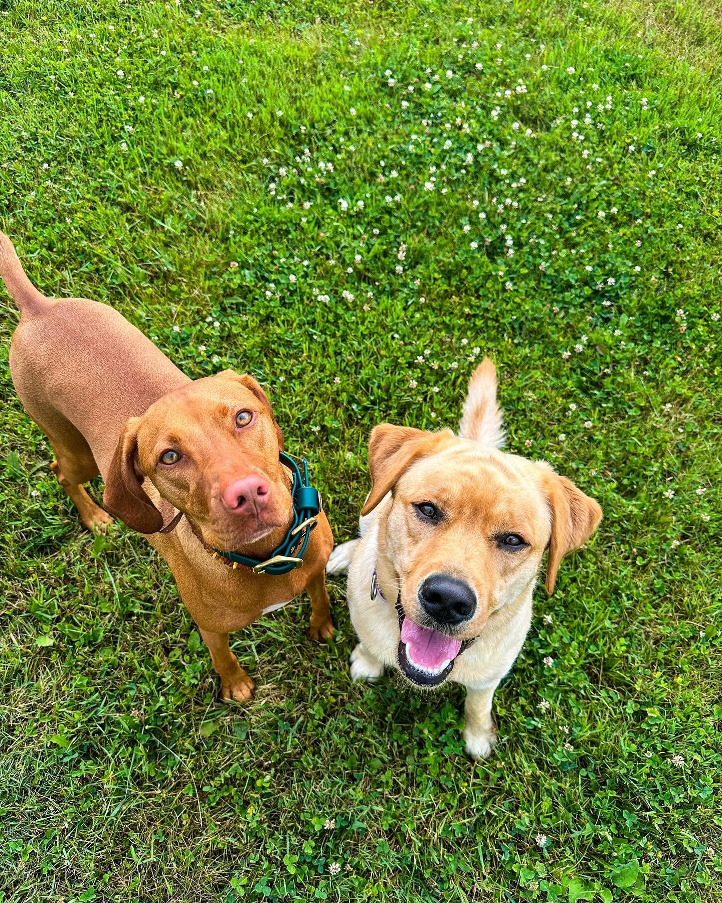 Safe to say Sansa enjoyed her first day of camp ⛺️🌳

Looking for a safe, structured dog camp in the Capital Region? Our pups spend their days exploring nature, building confidence, and having the time of their lives 🐾

Want your dog to join the 518