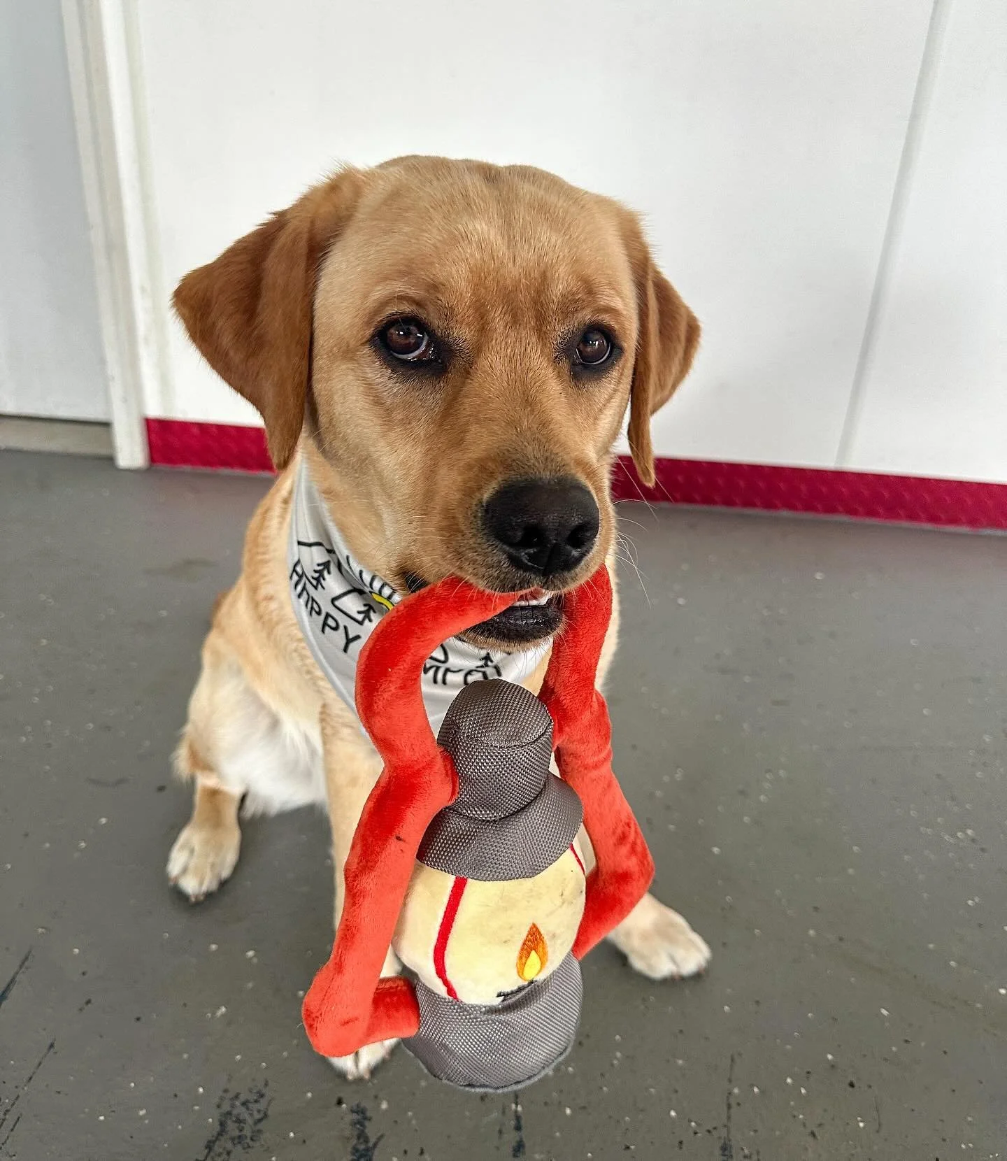 Camp Spotted Snout is officially OPEN!

Today kicks off our very first day of adventure, enrichment, trail walks, play, and rest &mdash; all with a small, thoughtful group of dogs and lots of love behind the scenes.

This camp has been a dream of min