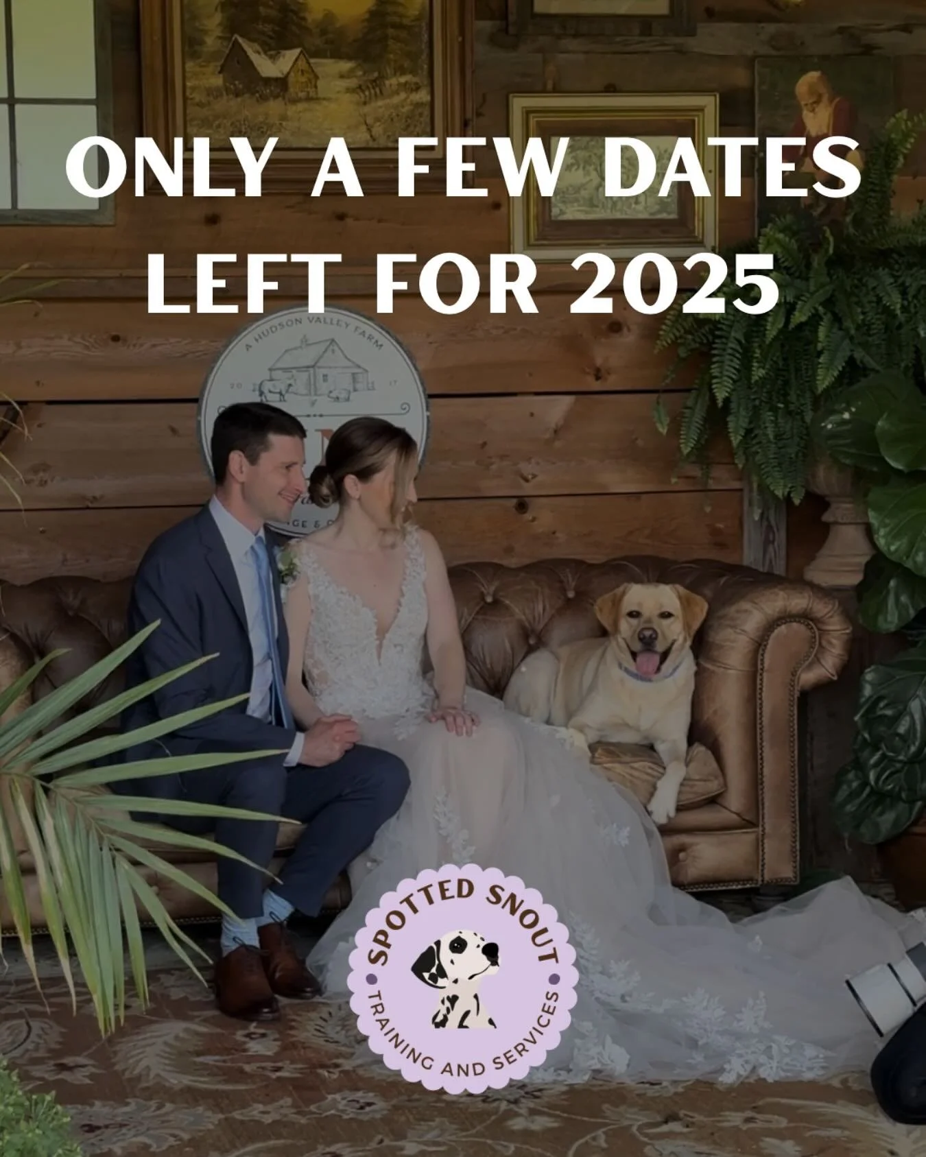 Just a few dates left for 2025!

Our all-inclusive Pups Plus One service is booking up fast.

Email us now to grab your spot and get a free quote!

#dogwedding #dogsinweddings #518dogs #518weddings #albanydogs #albanyny #upstateny #upstatenywedding #