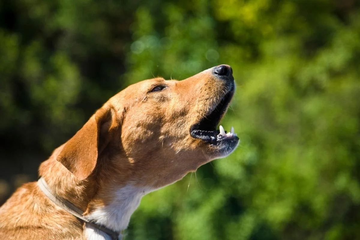 How Can I Help My Reactive Dog? Kind Strategies That Work
