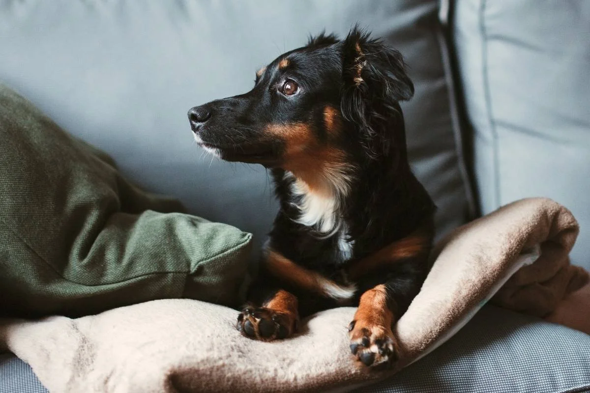 How Do I Gently Train My Puppy to Be Alone