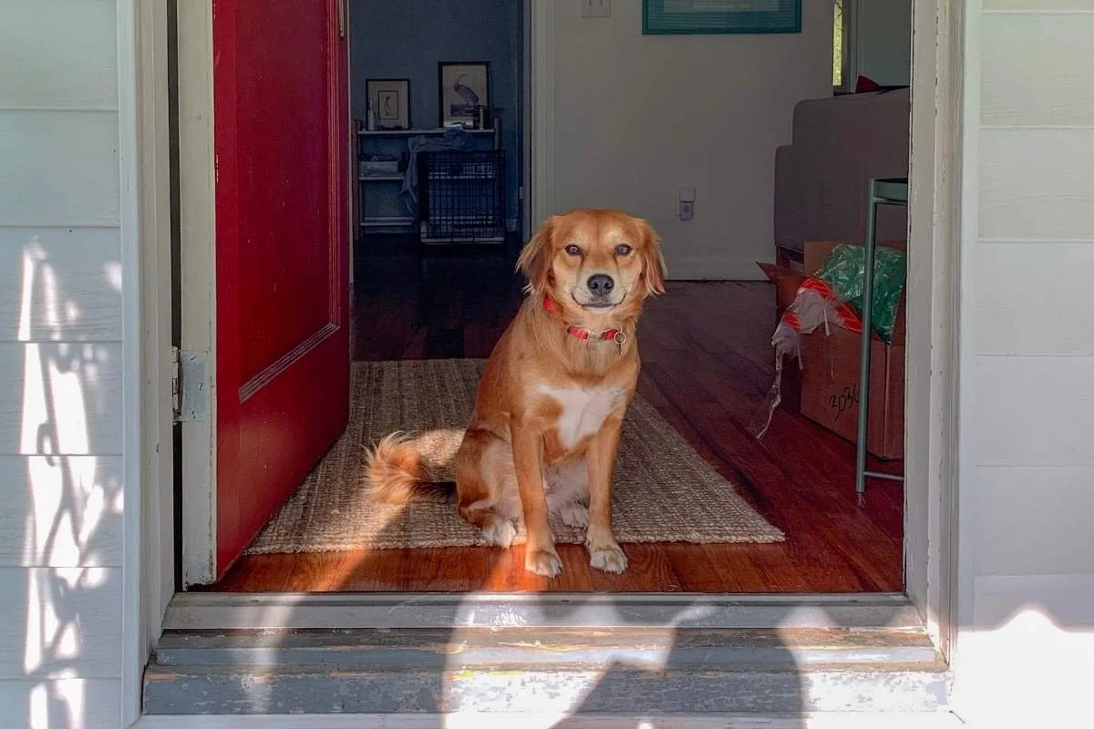 How to Keep Your Dog Calm When Visitors Come: A Guide