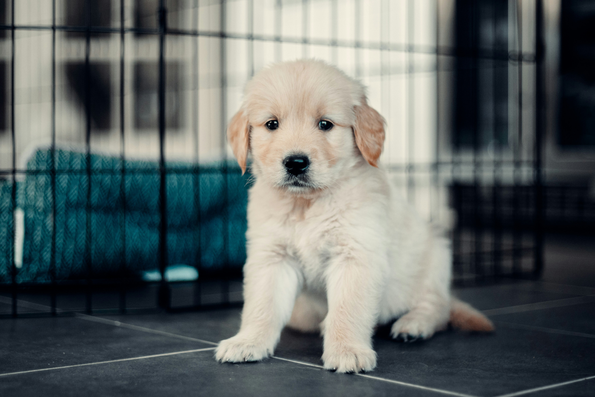 Crate Training or Puppy Pen? Choosing the Correct Set-up for Your Puppy