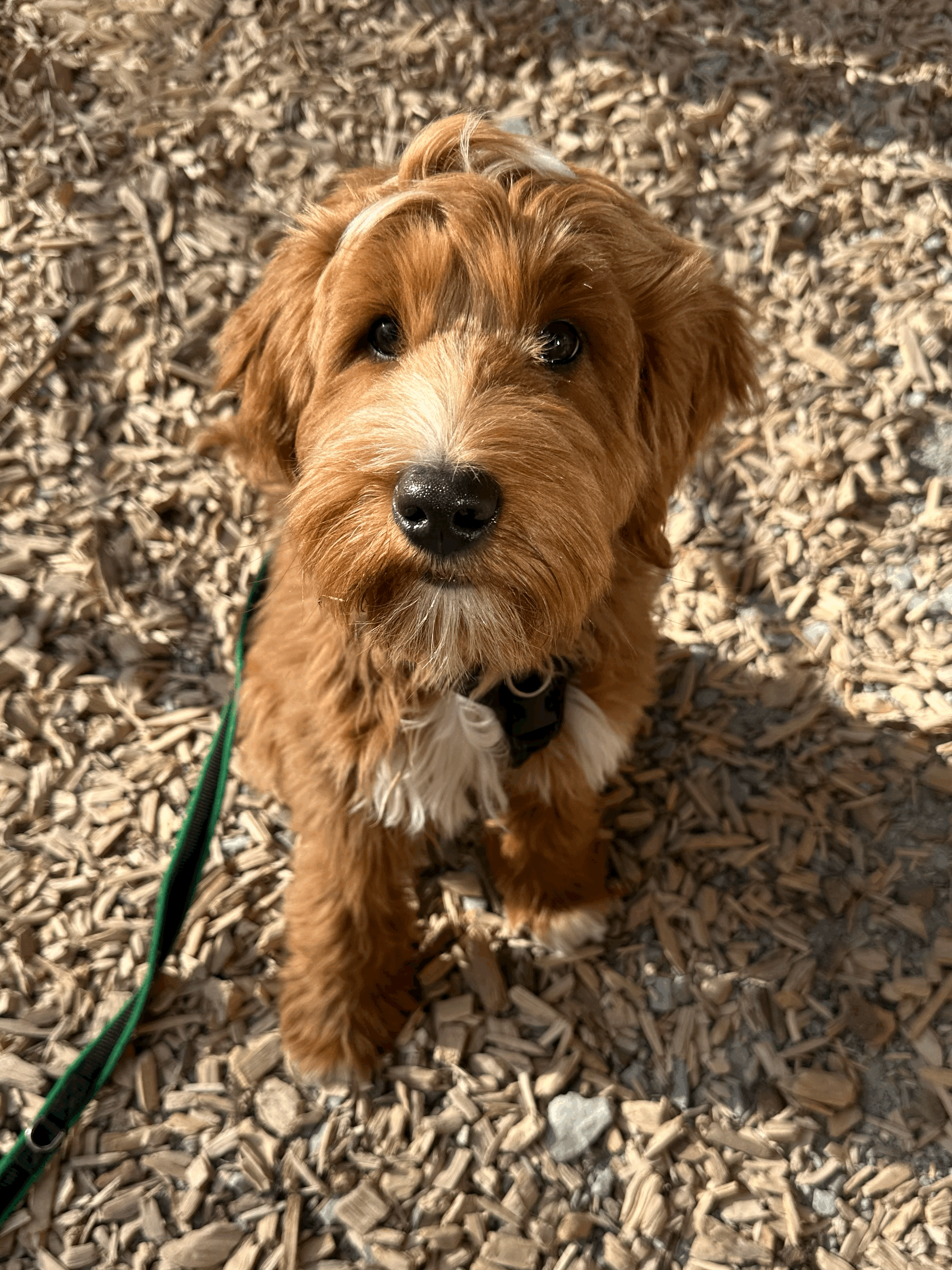 Puppy Socialisation: Why Real-World Learning Matters