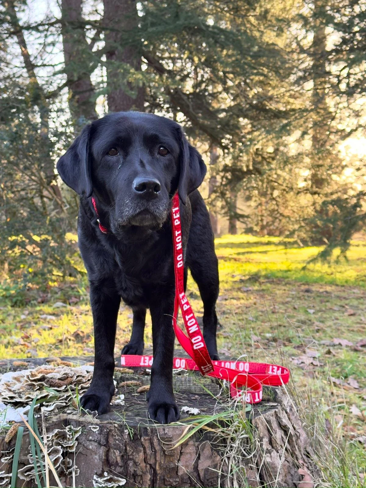 Resource Guarding in Dogs: Understanding What Your Dog is Really Saying