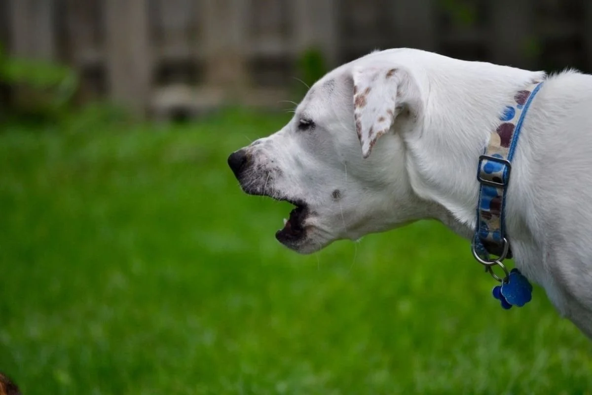 How Does a Dog Become Reactive? Understanding the Root Causes