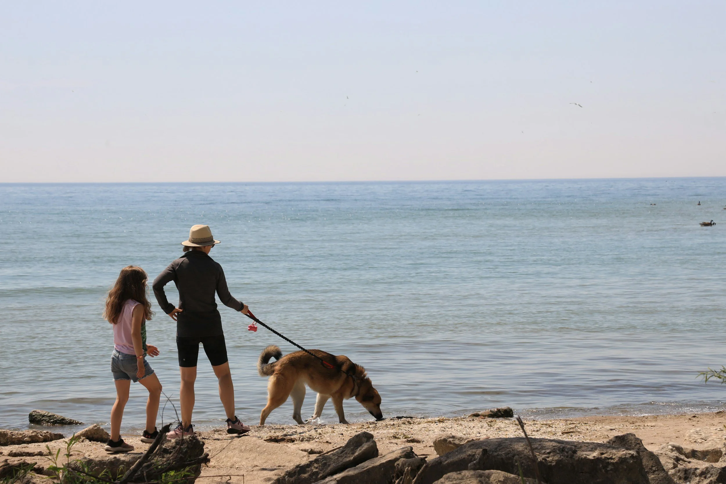 Helping Dogs and Children Feel Safe Together
