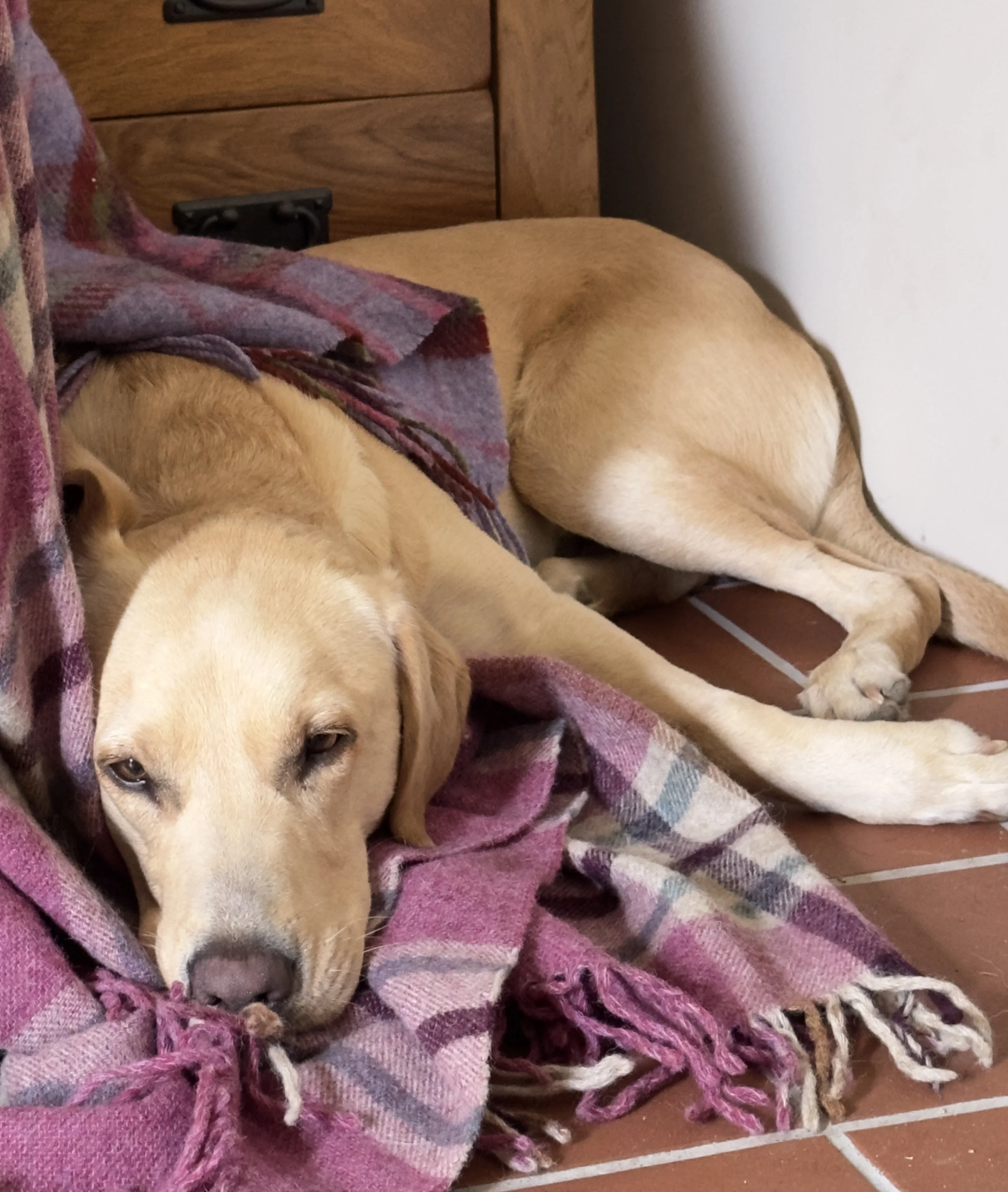 Helping Your Rescue Dog Settle Into Their New Home: Why Slowing Down Matters