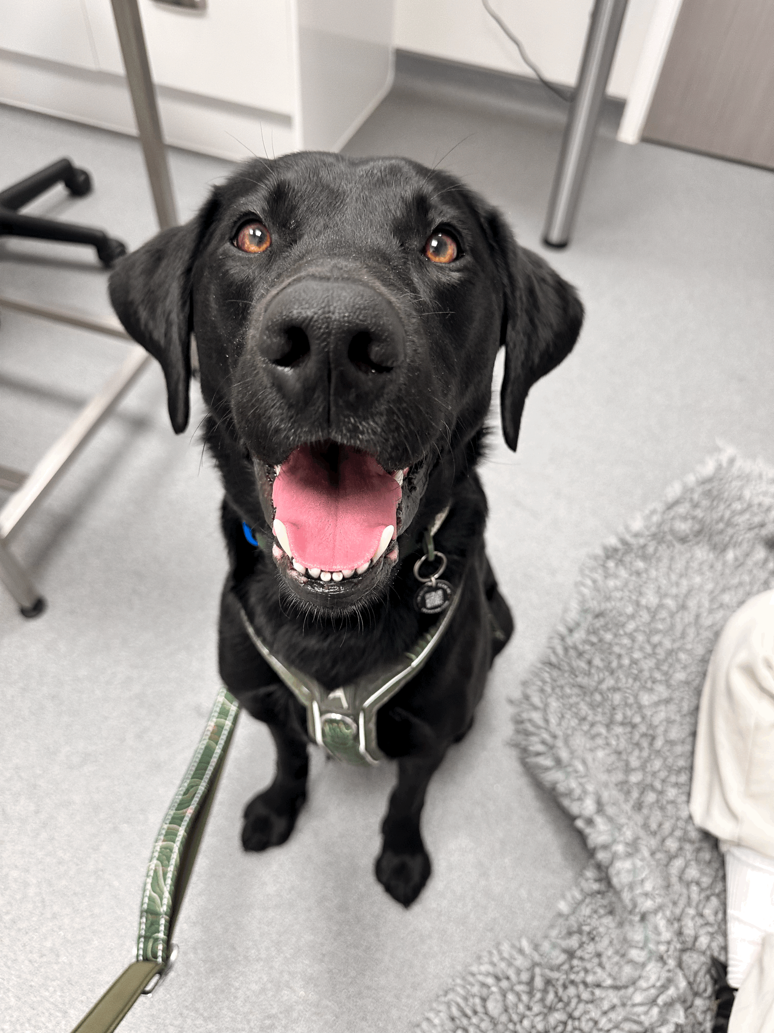 Is Your Dog Scared of the Vet? Practical Ways to Reduce Stress at Veterinary Visits