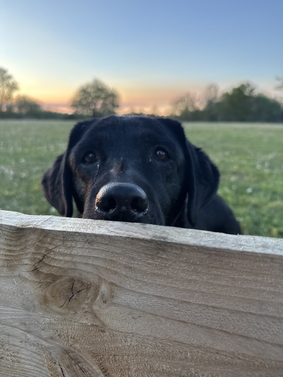Do I Need a Dog Trainer or a Behaviourist?