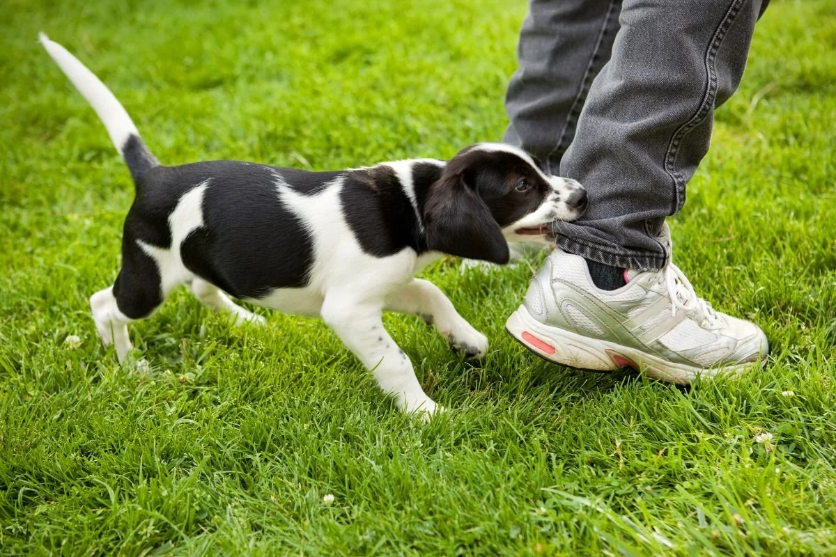 Is Puppy Biting Just a Phase? What’s Normal and What Helps