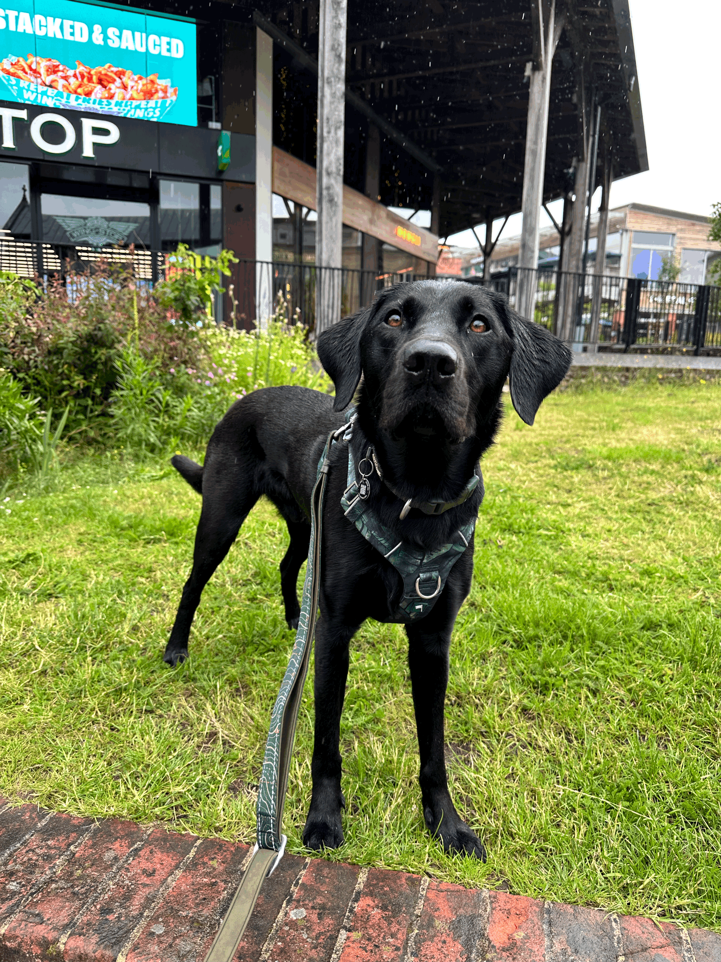 Why Doesn't My Dog Listen? Understanding What Gets in the Way of Learning